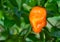 Habanero Pepper (Capsicum Chinense)