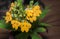 Habenaria rhodocheila, yellow flower