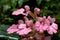 Habenaria rhodochela flower ,Phu Hin Rong Kla; National Park at