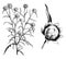Habit and Detached Flower Head of Everlastings Helichrysum Bracteatum Aureum vintage illustration