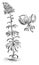Habit and Detached Flower of Lilium Hansoni vintage illustration