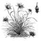 Habit and Detached Flower of Phyteuma Humile vintage illustration