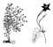 Habit and Detached Flowering Branchlet of Ipomoea Quamoclit vintage illustration