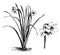 Habit and Detached Flowers of Narcissus Biflorus vintage illustration