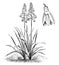Habit and Detached Single Flower of Galtonia Candicans vintage illustration