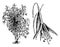 Habit, Detached Single Flower, and Leaf of Fuchsia Macrostema Gracilis vintage illustration