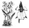 Habit and Detached Single Flower of Odontoglossum Rossii vintage illustration