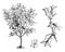 Habit, Flowering Branch, and Flower of Ilex Cornuta vintage illustration
