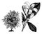 Habit and Flowering Branchlet of Murraya Exotica vintage illustration