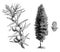 Habit, Fruiting Branchlet, and Young Female Cone of Juniperus Communis Hibernica vintage illustration