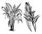 Habit and Separate Inflorescence of Heliconia Bicolor vintage illustration