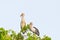 Habitat of Asian Openbill Storks