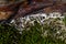 Habitat detail on South Georgia island, rock and moss covered with penguin feathers, Antarctica