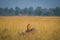 A habitat image of Montagu`s harrier or Circus pygargus sitting on a beautiful perch in meadows at tal chappar blackbuck sanctuary