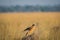 A habitat image of Montagu`s harrier or Circus pygargus sitting on a beautiful perch in meadows at tal chappar blackbuck sanctuary