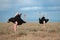 Habitat image of two male ostriches fluttering their wings to get rid of flies hovering on them