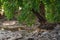 Habitat image of wild female tiger resting under shade of Java Plum trees for cool breeze in hot summer afternoon at Ranthambore