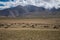 Habitat of Nomad people and their livestock near Tso Moriri Lake in Changtang, Ladakh, India