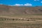 Habitat of Nomad people and their livestock near Tso Moriri Lake in Changtang, Ladakh, India