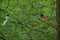 Habitat portrait of an Indian paradise flycatcher