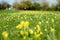 Habitat study wild flower meadow