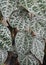 Habitus Piper crocatum, or what is often known as the creeping Red Betel