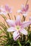Habranthus robustus light ping petals, ornamental flowering plant