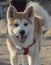 Hachiko, a dog of the Akita Inu breed. Portrait.