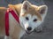 Hachiko, a dog of the Akita Inu breed. Portrait.