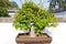 Hackberry bonsai