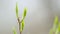 Hackberry. Branches of bird cherry in early spring with young leaves and buds. Prunus padus. Close up.