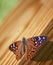 Hackberry Emperor Butterfly