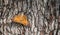 Hackberry Emperor butterfly basking on tree bark