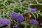 Hackberry Emperor Butterfly pollinating flower