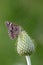 Hackberry emperor butterfly on a thistle bud