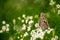 Hackberry emperor butterfly on white wildflowers