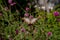 Hackberry Emperor Rest on a Purple Flower