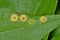 Hackberry Rosette galls on a Hackberry leaf.