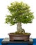 Hackberry (Zeltis chinensis) as bonsai tree