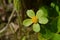 Hacquetia flower