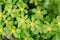 Hacquetia, Sanicula epipactis, blooming with green and  yellow flowers