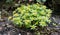 Hacquetia, Sanicula epipactis, flowering plant in a forrest