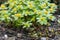 Hacquetia, Sanicula epipactis, green and yellow flowering plant