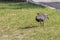 Hadada ibis, birds in South Africa