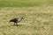 Hadada ibis, birds in South Africa