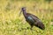 Hadada Ibis - Bostrychia hagedash