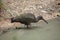 Hadada ibis (Bostrychia hagedash)
