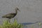 Hadada ibis & x28;Bostrychia hagedash& x29;