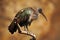 Hadada Ibis, Bostrychia hagedash, bird with long bill sitting on the branch, in the nature habitat, Tanzania