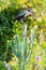 Hadada Ibis - Hagedahia hagedash - bird has taken seat on cactus with beautiful lilac creeping flowers around